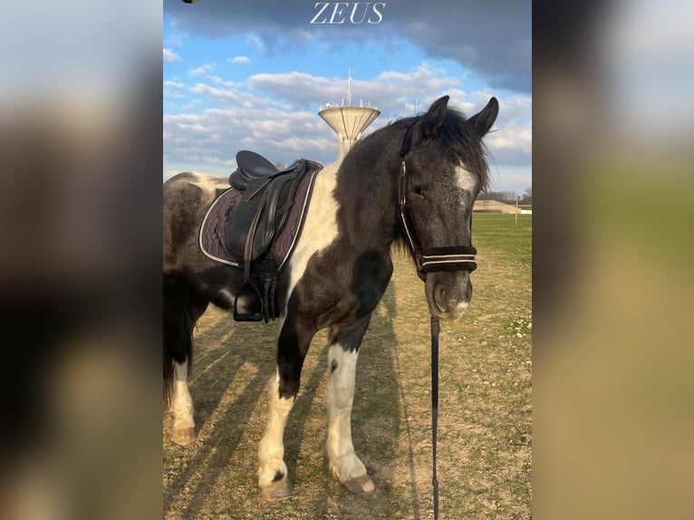 Baroque Pinto Gelding 2 years 14,2 hh Pinto in Herzele