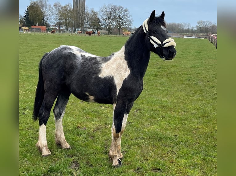 Baroque Pinto Gelding 2 years 14,2 hh Pinto in Herzele