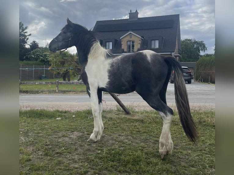 Baroque Pinto Gelding 2 years 14,2 hh Pinto in Herzele