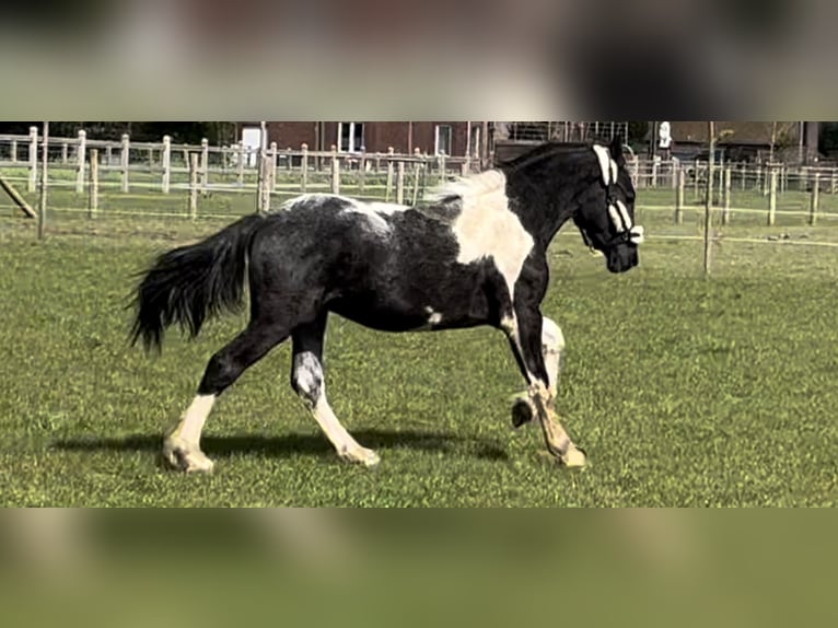 Baroque Pinto Gelding 2 years 14,2 hh Pinto in Herzele