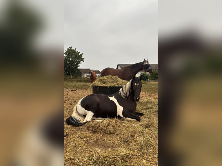 Baroque Pinto Gelding 2 years 15.2 hh Pinto in Nümbrecht