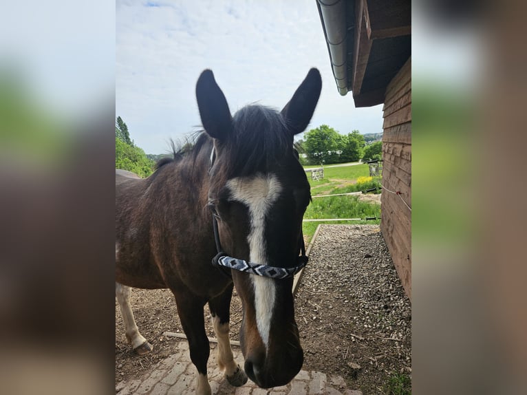 Baroque Pinto Gelding 2 years 15,2 hh Pinto in Zweibrücken