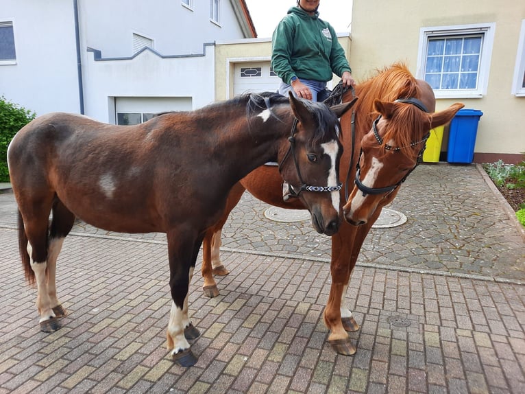 Baroque Pinto Gelding 2 years 15,2 hh Pinto in Zweibrücken