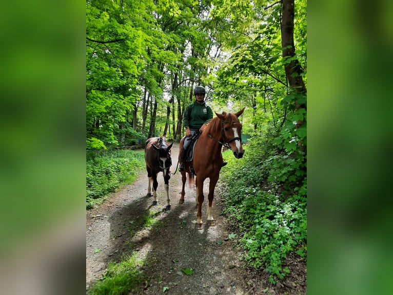 Baroque Pinto Gelding 2 years 15,2 hh Pinto in Zweibrücken
