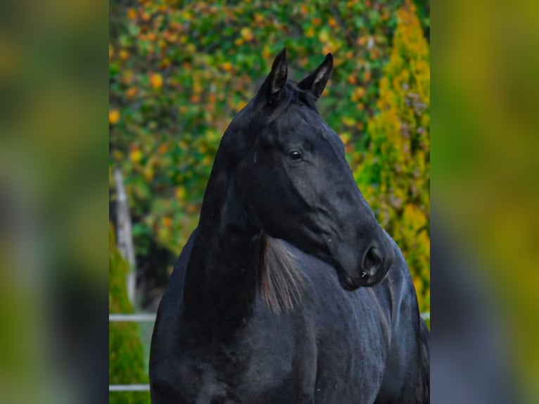 Baroque Pinto Gelding 2 years 16,2 hh Black in Ptuj
