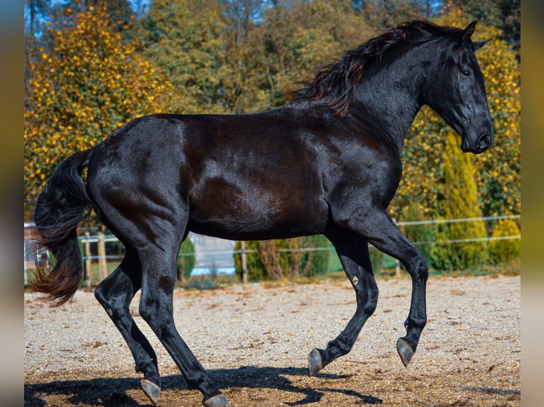 Baroque Pinto Gelding 2 years 16,2 hh Black in Ptuj