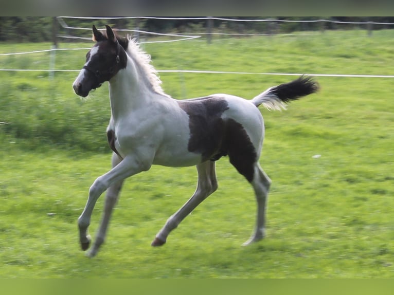 Baroque Pinto Gelding 2 years 16,2 hh Pinto in Hoogstede