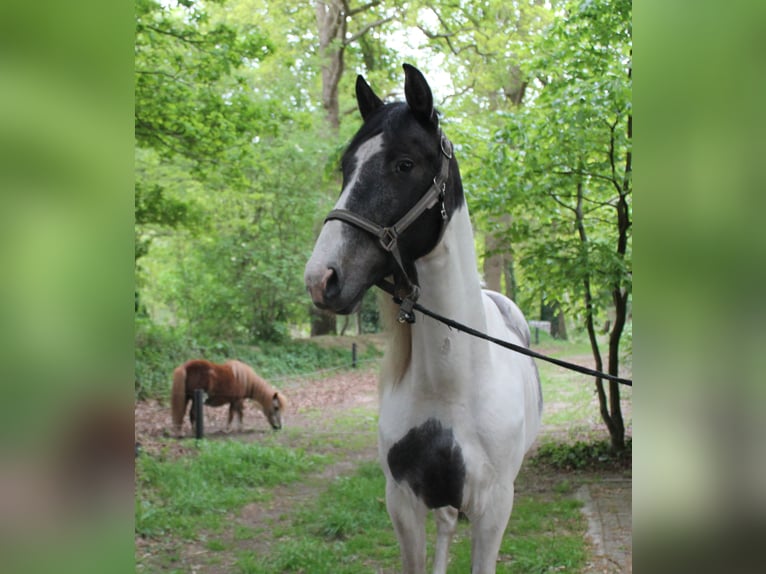 Baroque Pinto Gelding 2 years 16,2 hh Pinto in Hoogstede