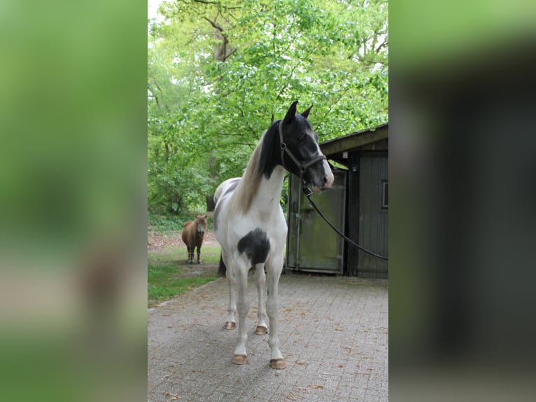 Baroque Pinto Gelding 2 years 16,2 hh Pinto in Hoogstede