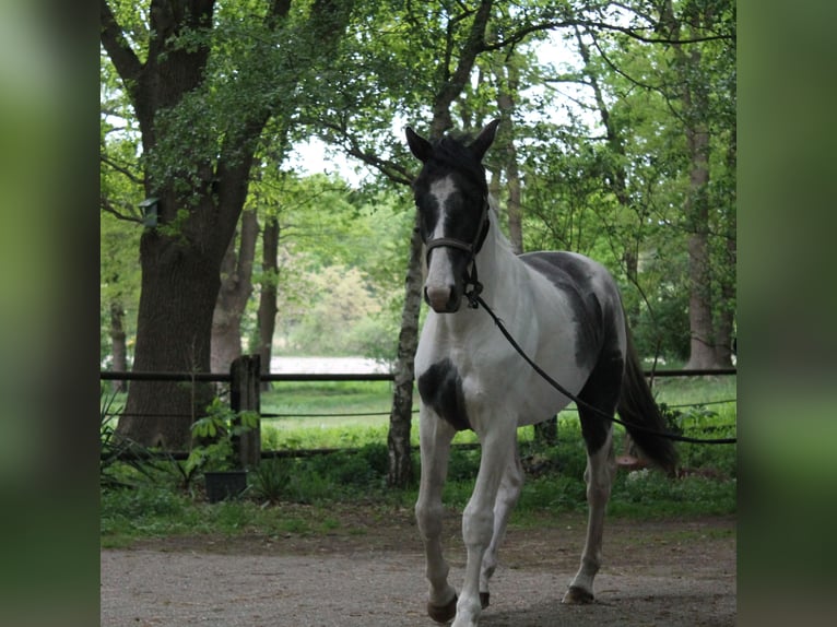 Baroque Pinto Gelding 2 years 16,2 hh Pinto in Hoogstede