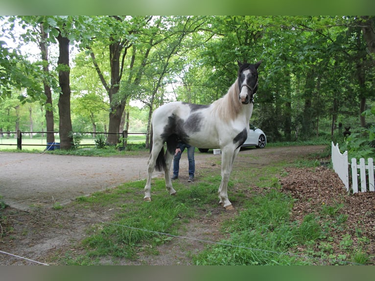 Baroque Pinto Gelding 2 years 16,2 hh Pinto in Hoogstede