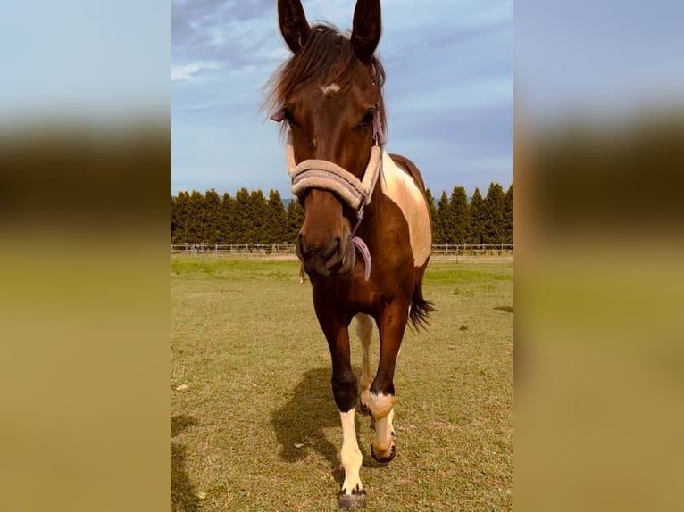 Baroque Pinto Gelding 3 years 15 hh Pinto in Neuhaus