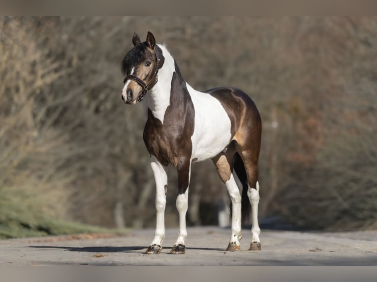 Baroque Pinto Mix Gelding 3 years 15,1 hh Pinto in Windhagen