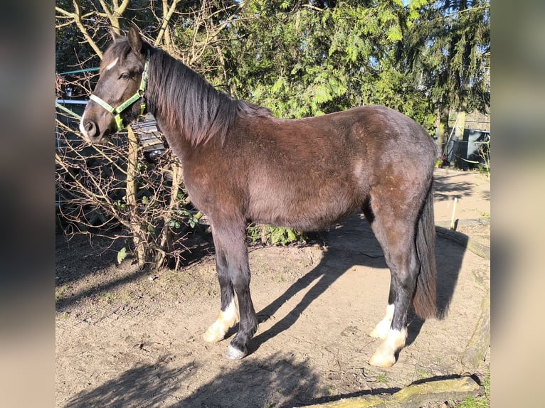 Baroque Pinto Mix Gelding 3 years 15,1 hh Smoky-Black in Zschortau