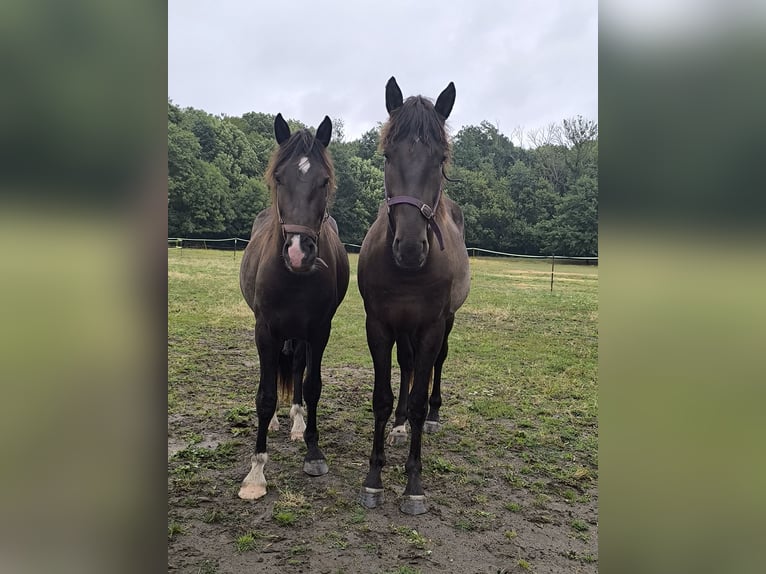 Baroque Pinto Mix Gelding 3 years 15,1 hh Smoky-Black in Zschortau