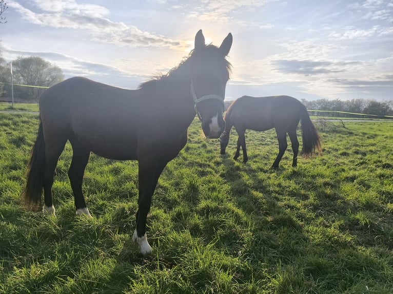 Baroque Pinto Mix Gelding 3 years 15,1 hh Smoky-Black in Zschortau
