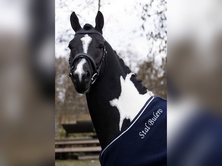 Baroque Pinto Gelding 3 years 15,2 hh Black in hollum ameland