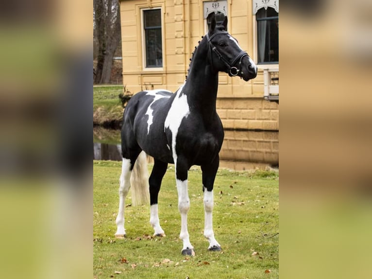 Baroque Pinto Gelding 3 years 15,2 hh Black in hollum ameland