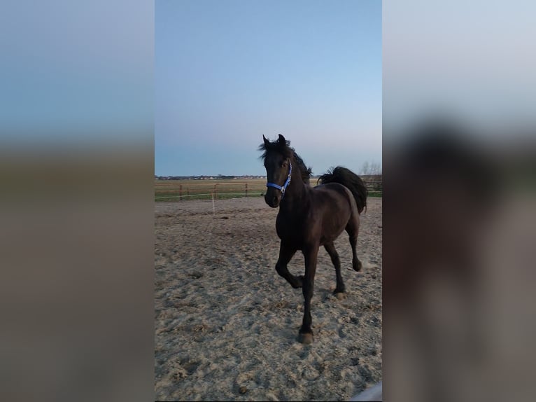 Baroque Pinto Gelding 3 years 15,2 hh Black in hollum ameland