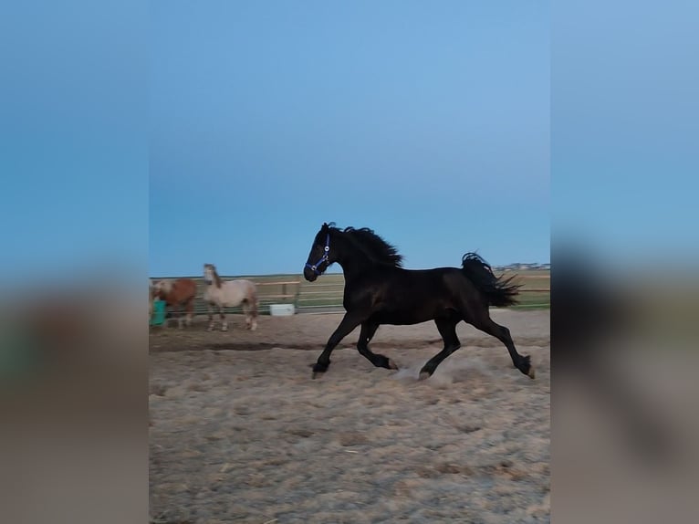 Baroque Pinto Gelding 3 years 15,2 hh Black in hollum ameland