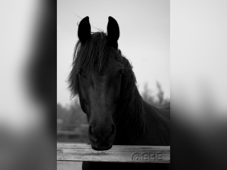 Baroque Pinto Gelding 3 years 15,2 hh Black in hollum ameland