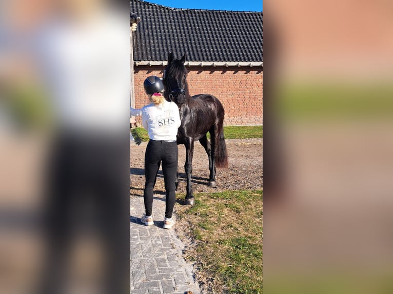Baroque Pinto Gelding 3 years 15,2 hh Black in hollum ameland