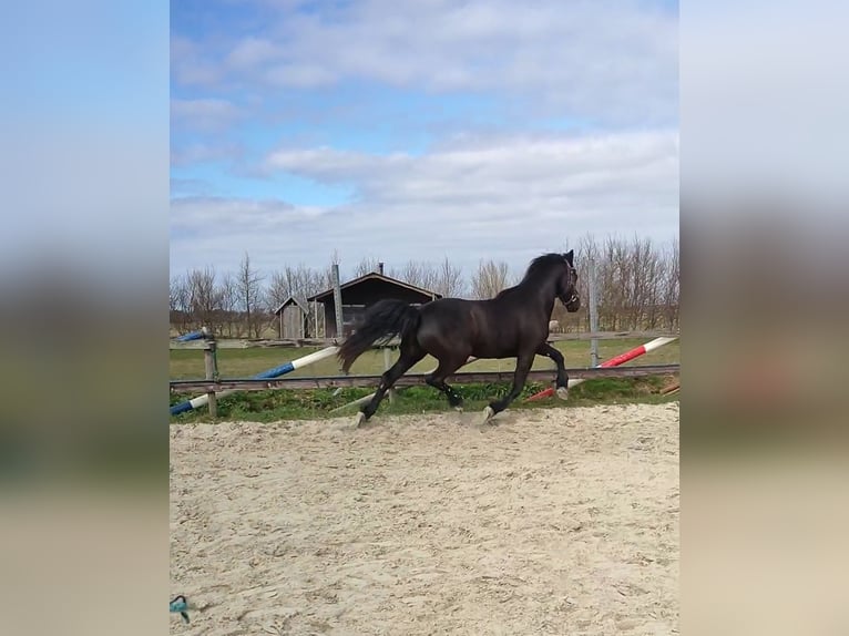 Baroque Pinto Gelding 3 years 15,2 hh Black in hollum ameland