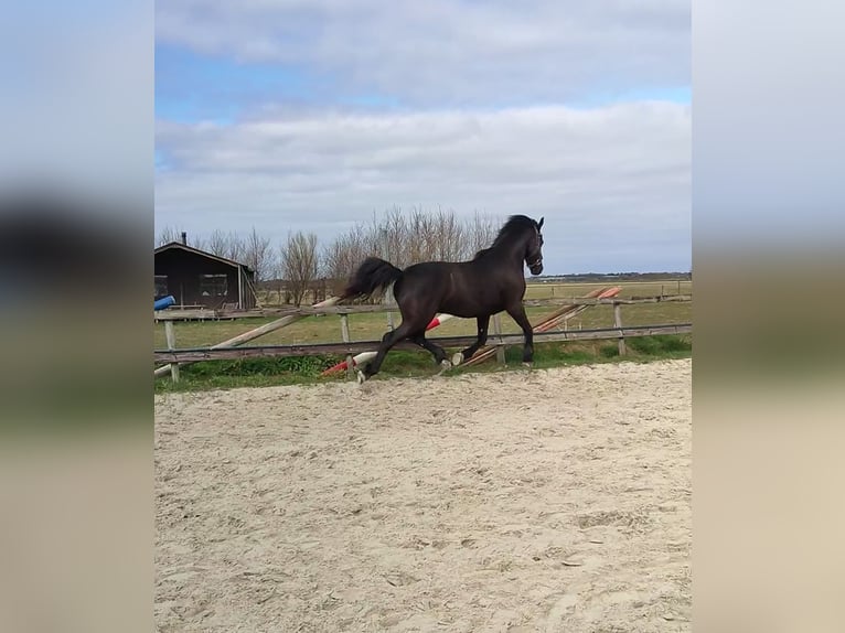 Baroque Pinto Gelding 3 years 15,2 hh Black in hollum ameland