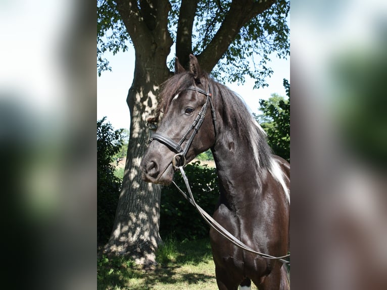 Baroque Pinto Mix Gelding 3 years 15,2 hh Pinto in Hellendoorn