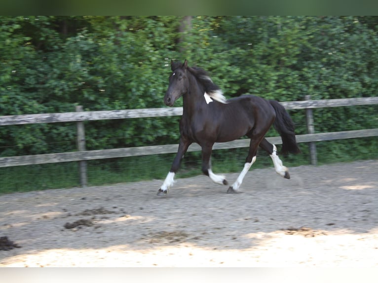 Baroque Pinto Mix Gelding 3 years 15,2 hh Pinto in Hellendoorn