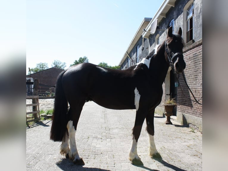 Baroque Pinto Mix Gelding 3 years 15,2 hh Pinto in Hellendoorn