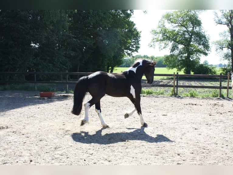 Baroque Pinto Mix Gelding 3 years 15,2 hh Pinto in Hellendoorn
