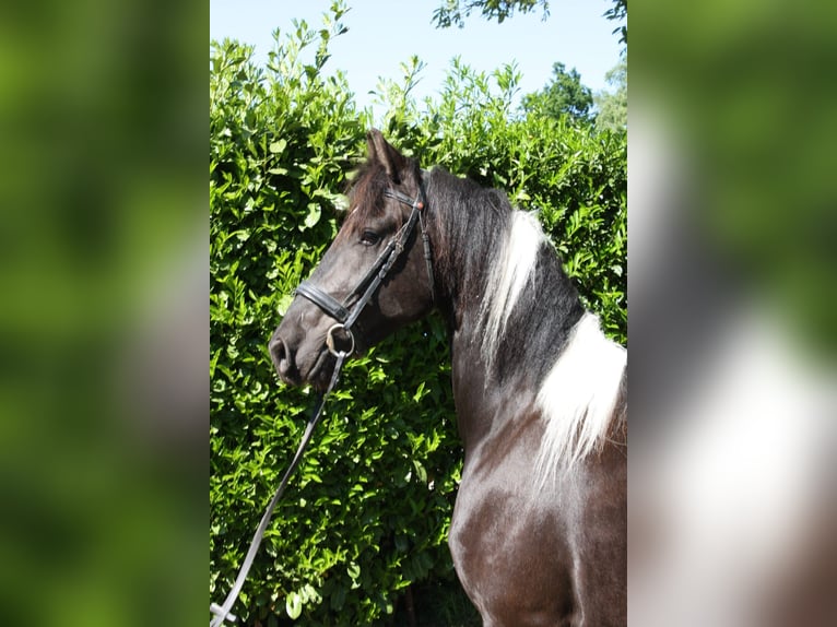 Baroque Pinto Mix Gelding 3 years 15,2 hh Pinto in Hellendoorn