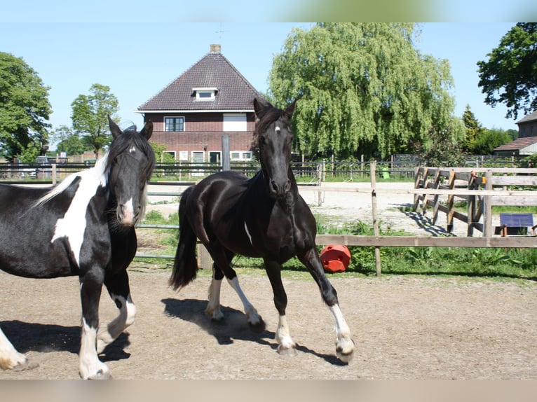 Baroque Pinto Mix Gelding 3 years 15,2 hh Pinto in Hellendoorn