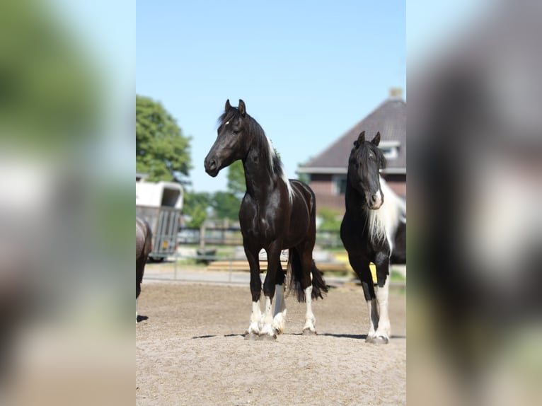 Baroque Pinto Mix Gelding 3 years 15,2 hh Pinto in Hellendoorn