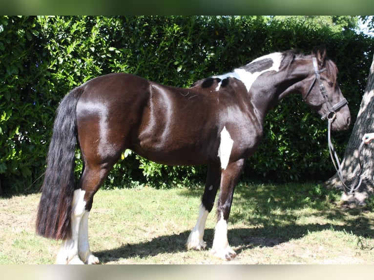 Baroque Pinto Mix Gelding 3 years 15,2 hh Pinto in Hellendoorn