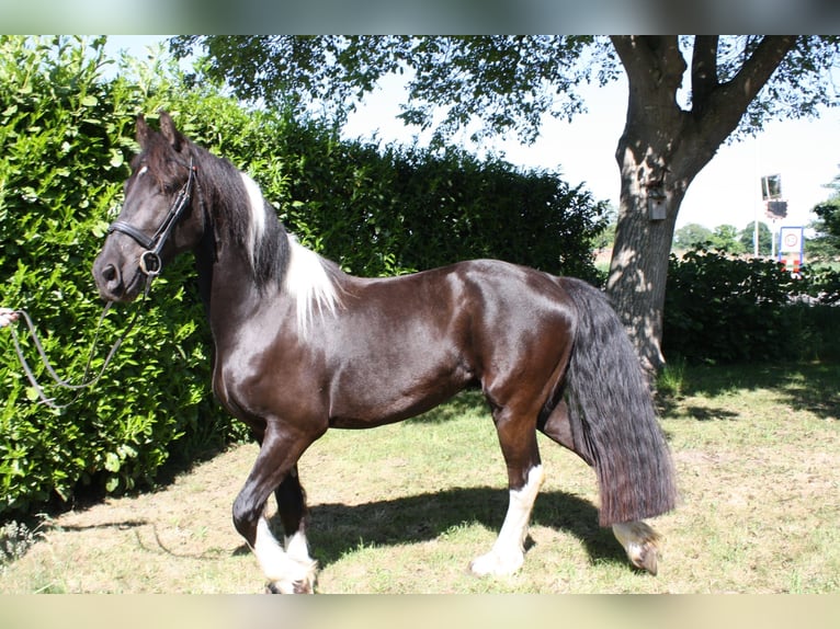Baroque Pinto Mix Gelding 3 years 15,2 hh Pinto in Hellendoorn