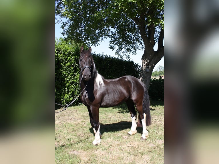 Baroque Pinto Mix Gelding 3 years 15,2 hh Pinto in Hellendoorn