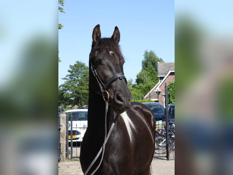 Baroque Pinto Mix Gelding 3 years 15,2 hh Pinto in Hellendoorn