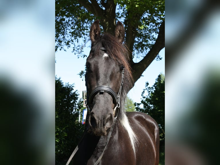 Baroque Pinto Mix Gelding 3 years 15,2 hh Pinto in Hellendoorn
