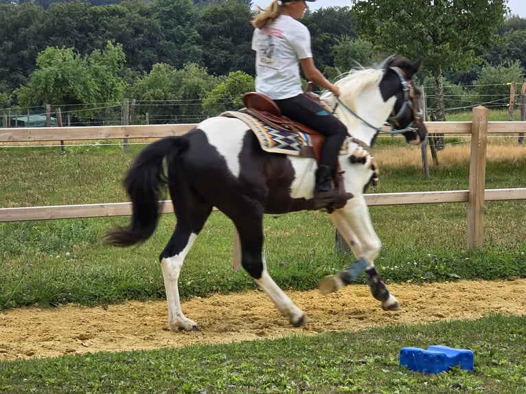 Baroque Pinto Gelding 3 years 15,2 hh Pinto in Linkenbach