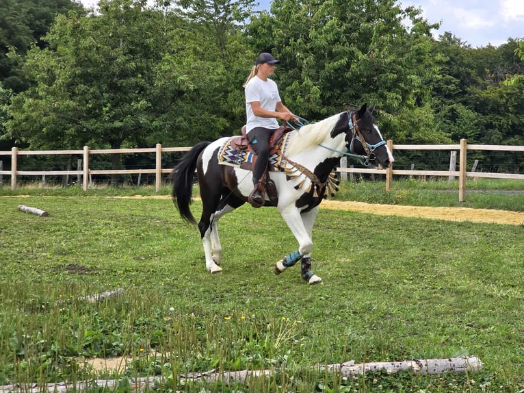 Baroque Pinto Gelding 3 years 15,2 hh Pinto in Linkenbach