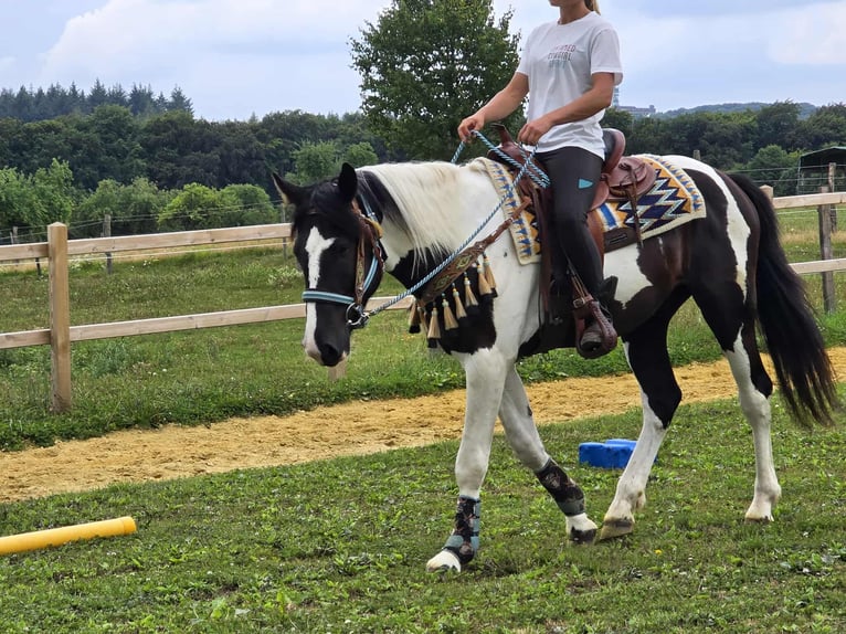 Baroque Pinto Gelding 3 years 15,2 hh Pinto in Linkenbach