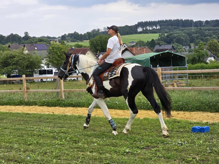 Baroque Pinto Gelding 3 years 15,2 hh Pinto in Linkenbach