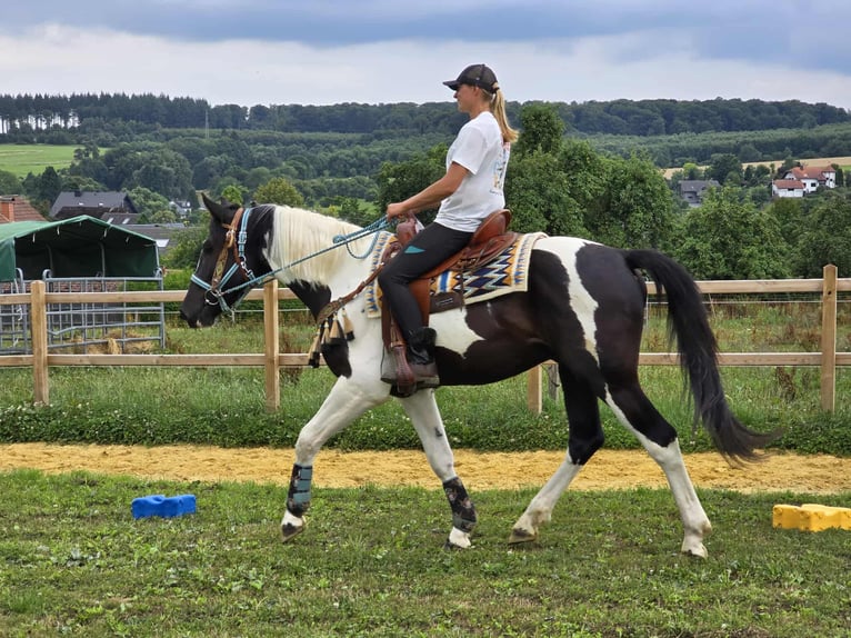 Baroque Pinto Gelding 3 years 15,2 hh Pinto in Linkenbach
