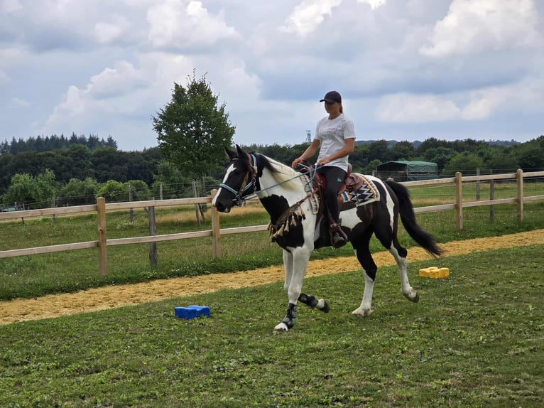 Baroque Pinto Gelding 3 years 15,2 hh Pinto in Linkenbach