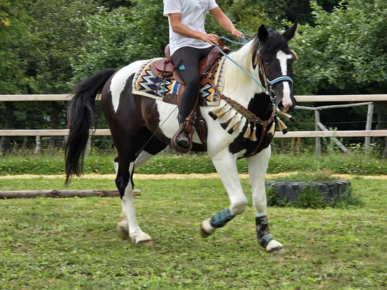 Baroque Pinto Gelding 3 years 15,2 hh Pinto in Linkenbach
