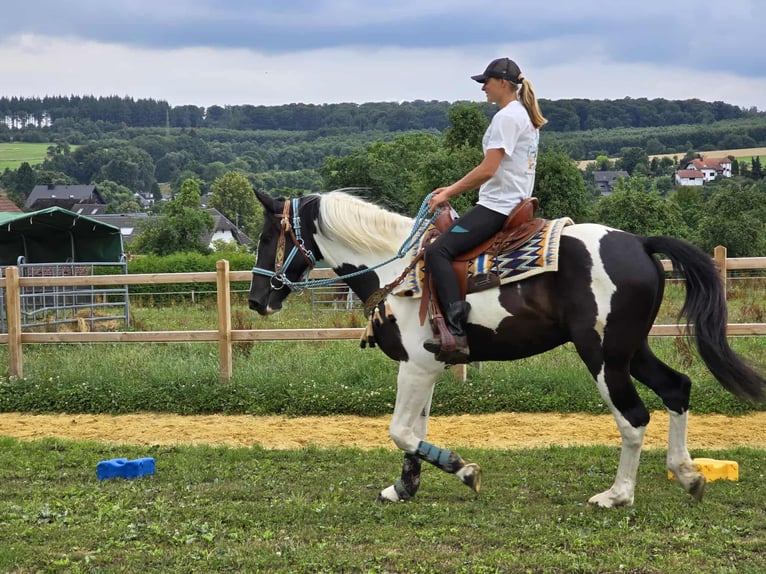 Baroque Pinto Gelding 3 years 15,2 hh Pinto in Linkenbach