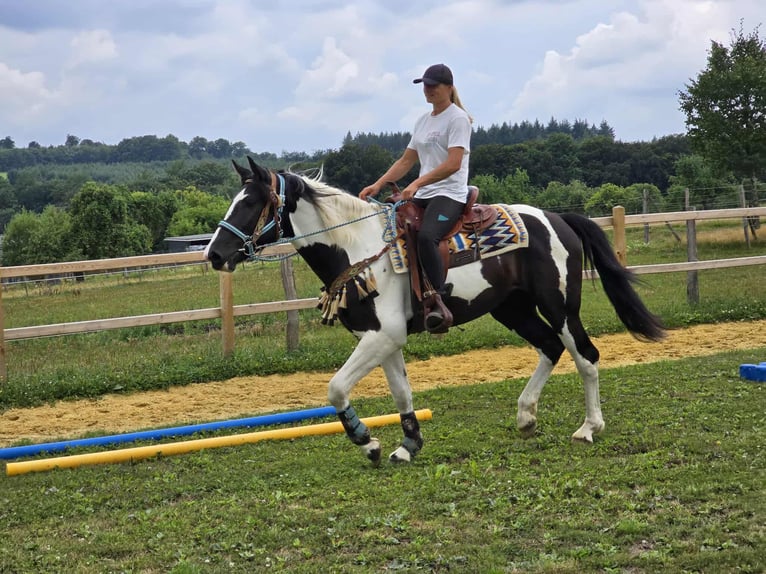 Baroque Pinto Gelding 3 years 15,2 hh Pinto in Linkenbach