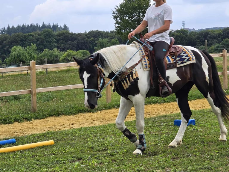 Baroque Pinto Gelding 3 years 15,2 hh Pinto in Linkenbach